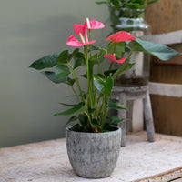 Anthurium rose - Roze flamingoplant - Kamerplanten met bloemen