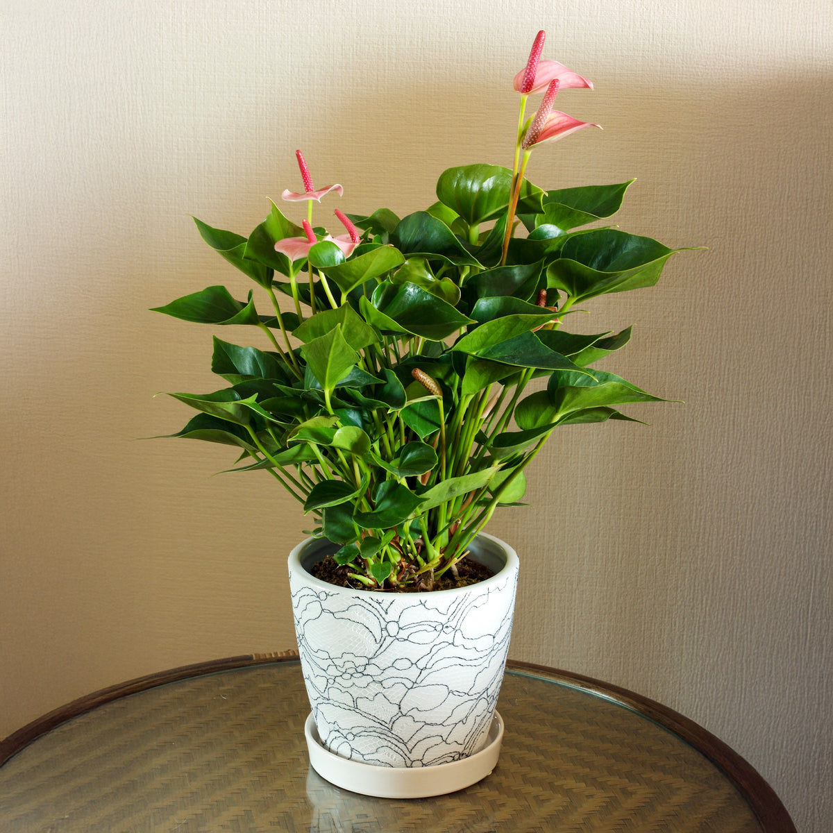 Roze flamingoplant - Anthurium andreanum Sweet Dream - Bakker