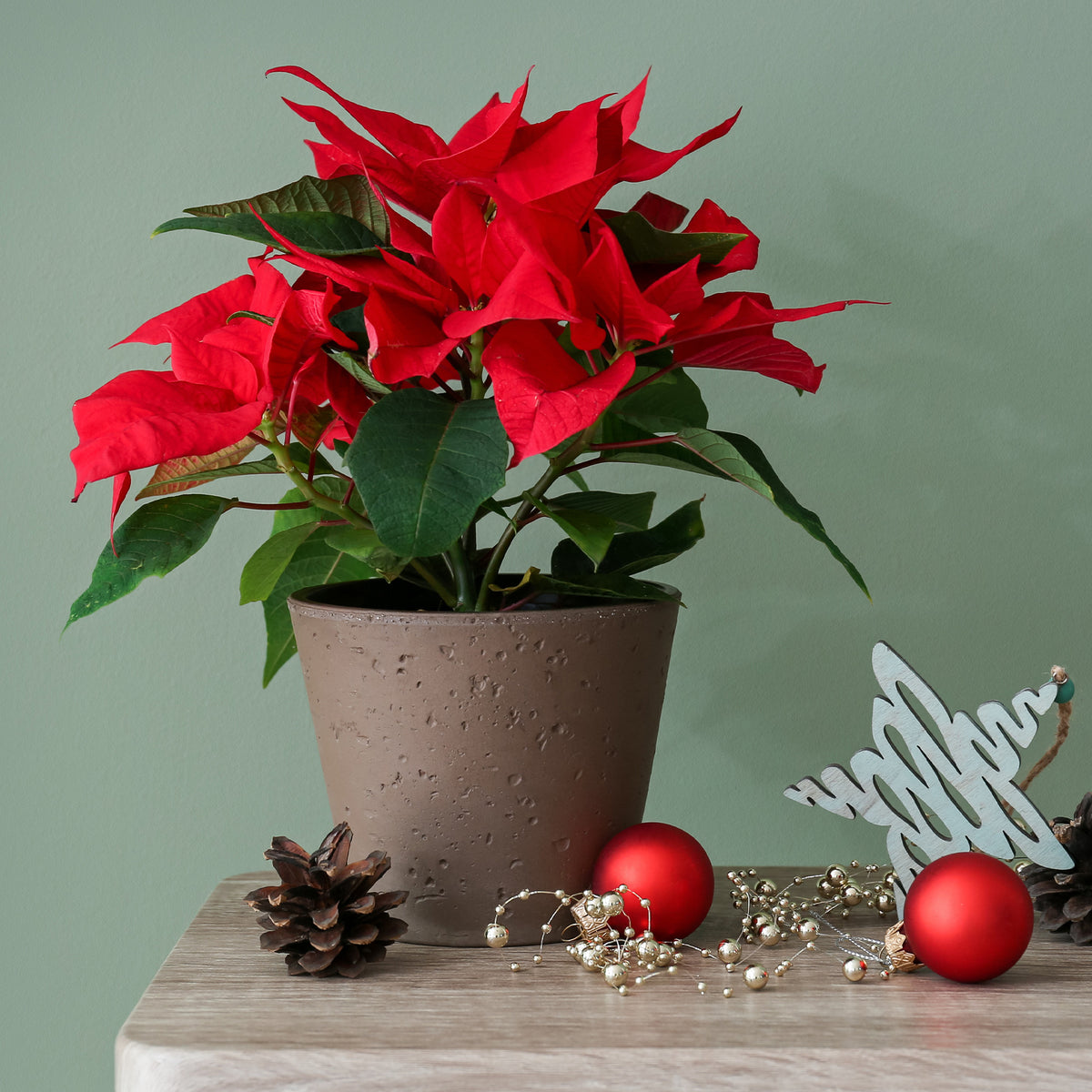 Euphorbia pulcherrima red - Rode kerstster - Kamerplanten met bloemen