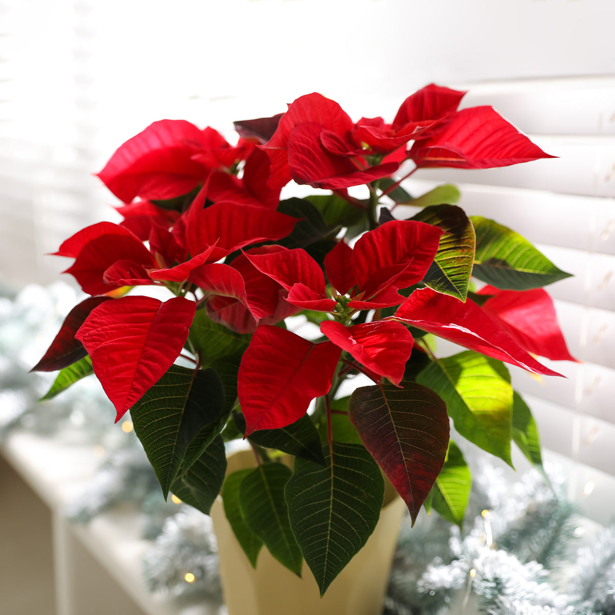 Kamerplanten met bloemen - Rode kerstster - Euphorbia pulcherrima red