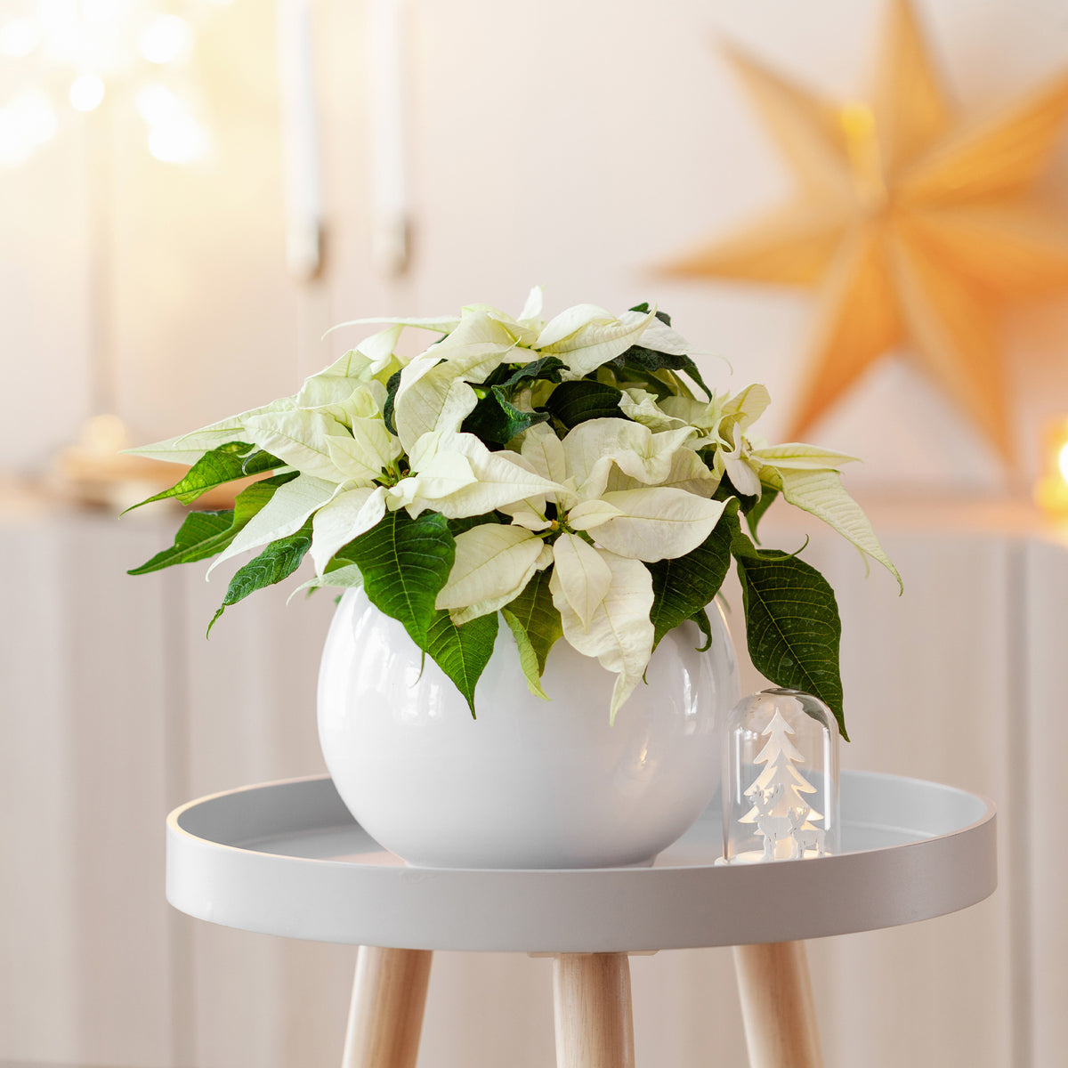Euphorbia pulcherrima white - Witte kerstster - Kamerplanten met bloemen