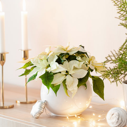 Witte kerstster - Bakker