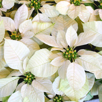 Witte kerstster - Poinsettia Blanc - Bakker