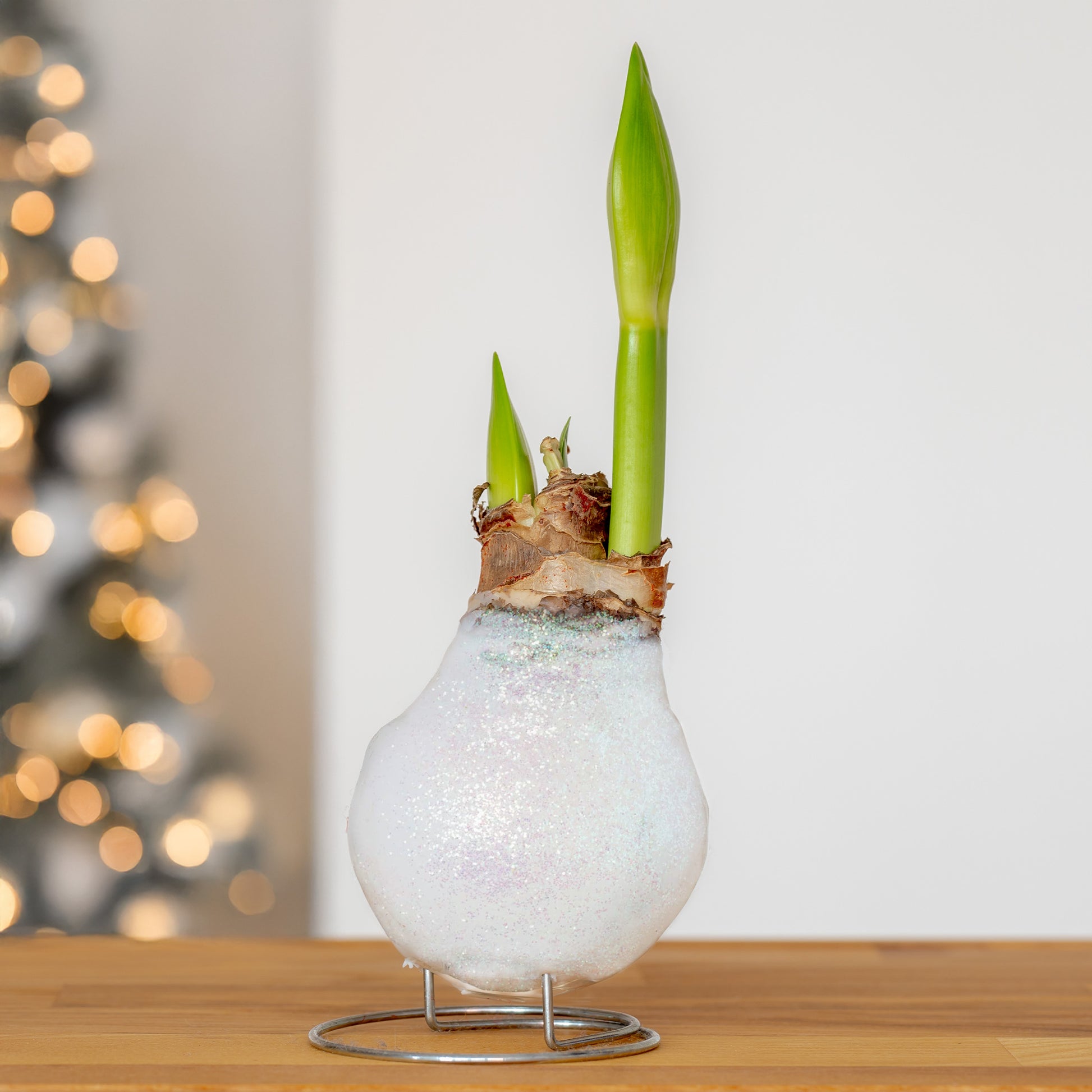 Wax  Amaryllis Magic White - Bakker