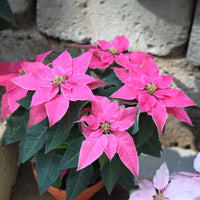 Euphorbia pulcherrima - Roze kerstster - Kamerplanten met bloemen