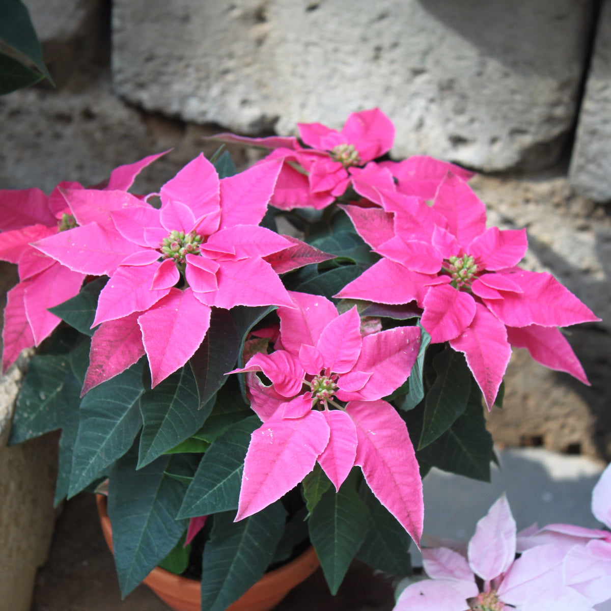 Euphorbia pulcherrima pink - Roze kerstster - Kamerplanten met bloemen