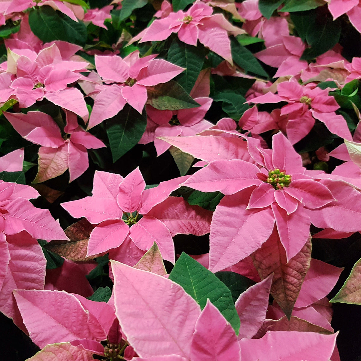 Roze kerstster - Euphorbia pulcherrima pink - Bakker