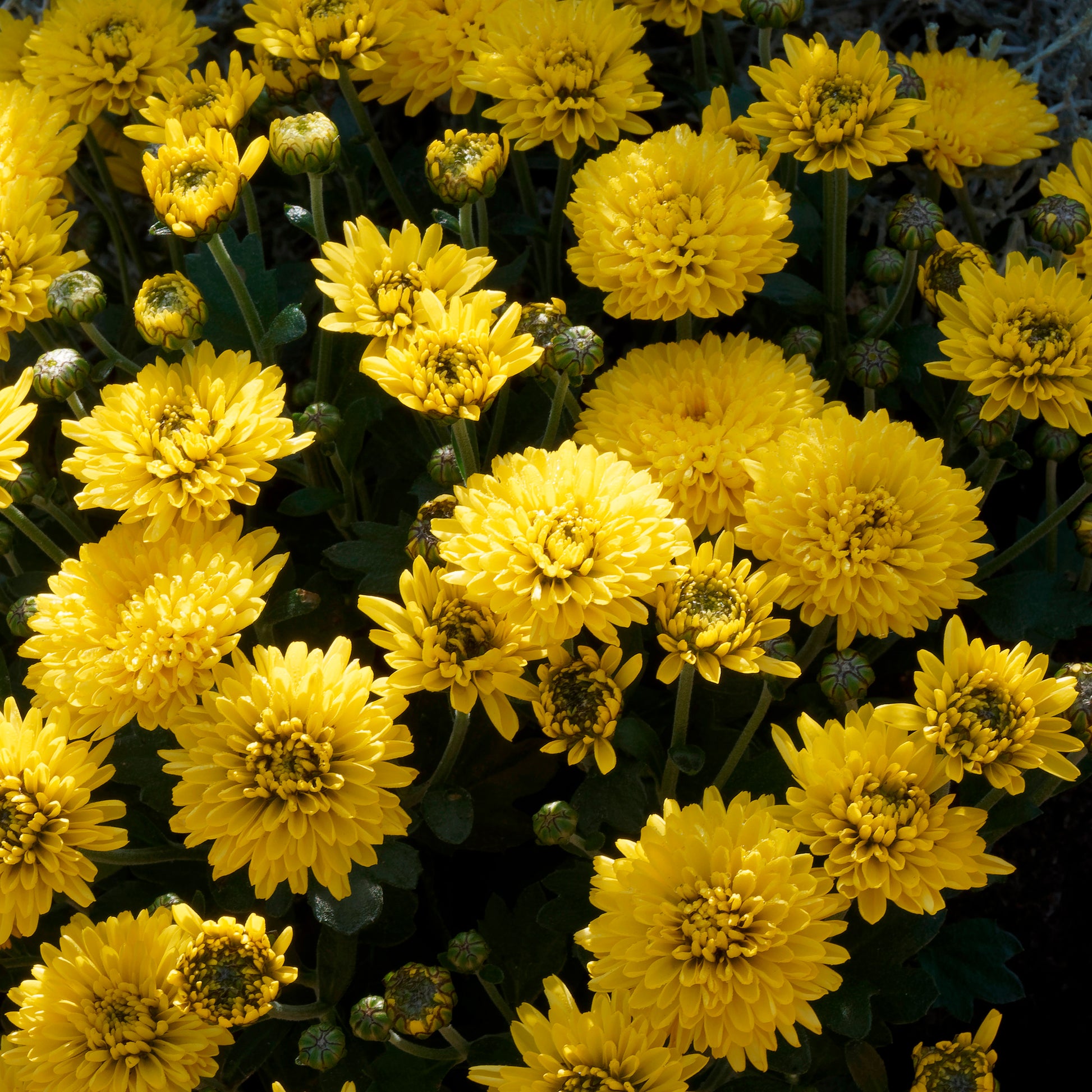 Chrysant  geel/oranje - Chrysanthemum indicum - Bakker