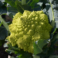 Brassica oleracea botrytis romanesco - Romanesco - Koolzaden