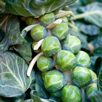 Spruiten 'De Rosny' - Brassica oleracea gemmifera De Rosny - Bakker