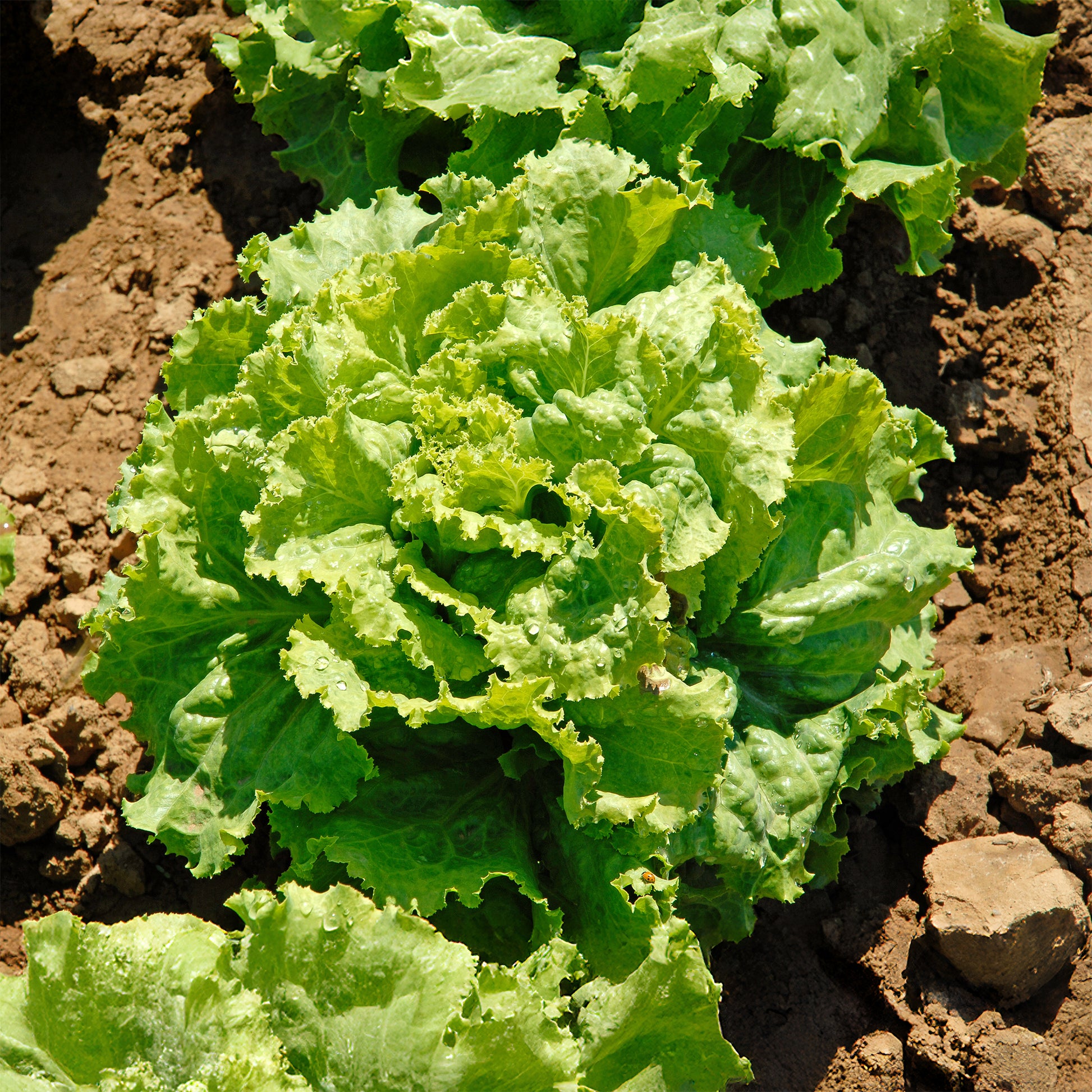 Kropsla 'Blonde de Paris' - Lactuca sativa capitata blonde de paris - Bakker