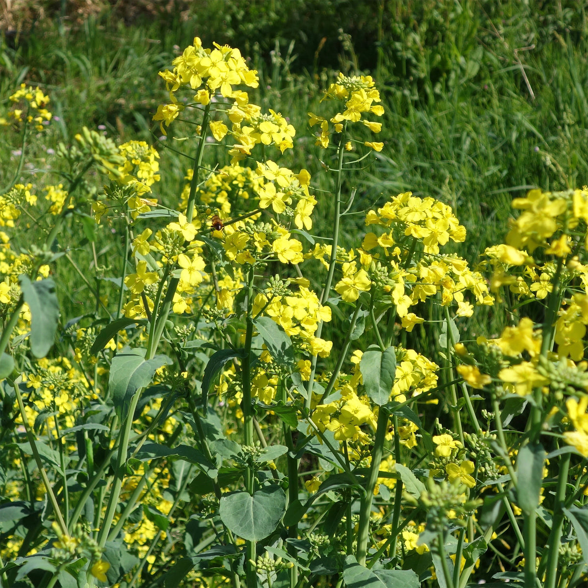 Barbarea verna - Tuinkers - Slazaden