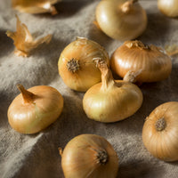 Gele ui 'Paille des Vertus' - Allium cepa Paille des Vertus - Bakker