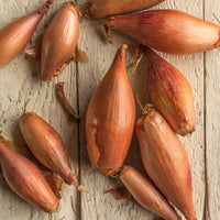 Sjalot 'Zebrune' - Allium cepa -échalion zebrune - Bakker