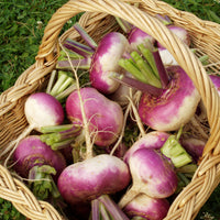 Raap 'd'Auvergne Tardive' - Brassica rapa - Bakker