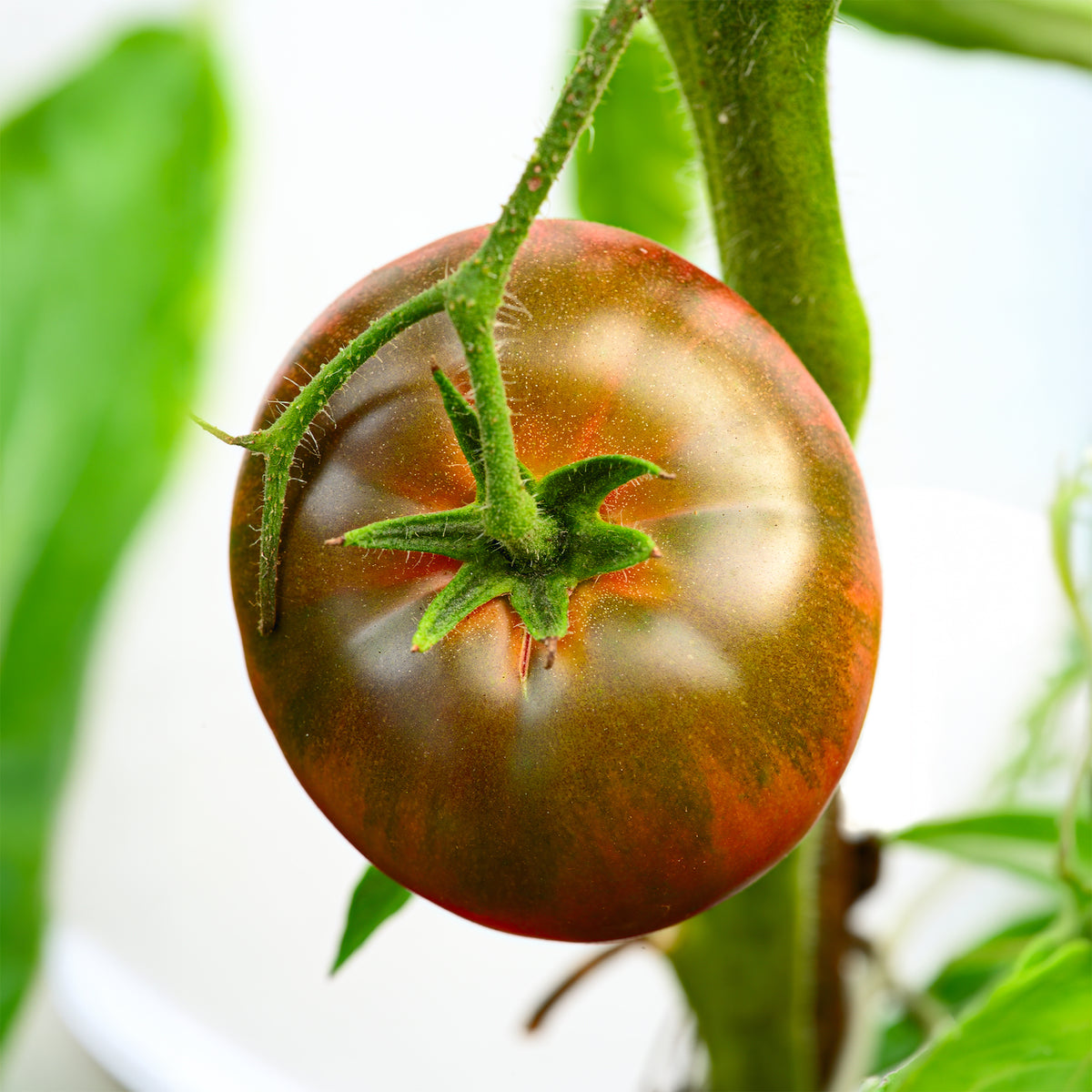 Solanum lycopersicum noire russe - Tomaat 'Black Russian' - Tomatenzaden