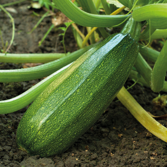 15 Courgette zaden - niet woekerend - Bakker