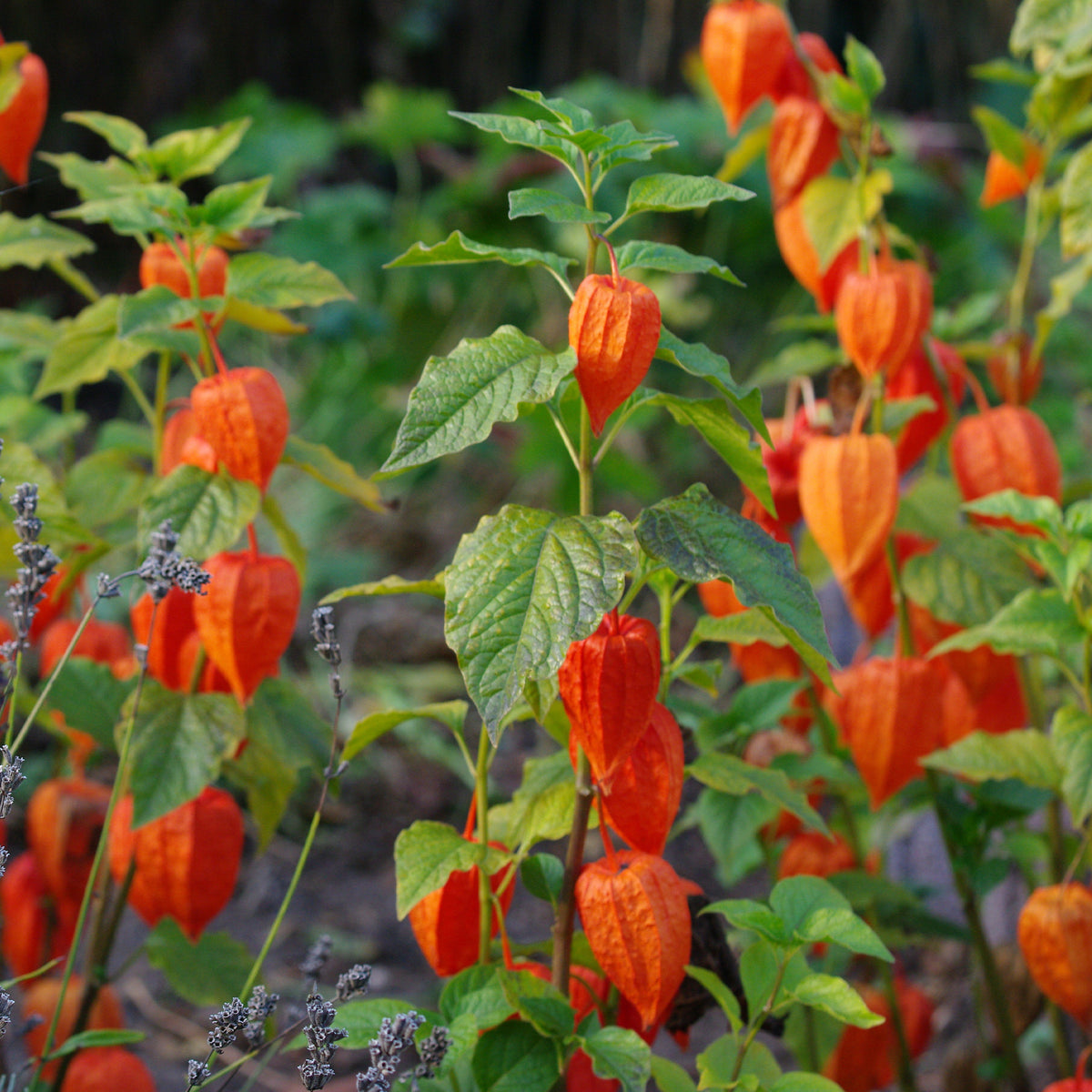 Goudbes - Physalis peruviana - Bakker