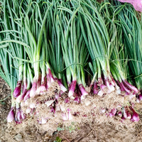 Grof bieslook - Bakker