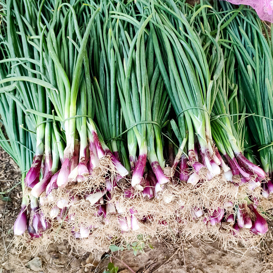 Grof bieslook - Bakker