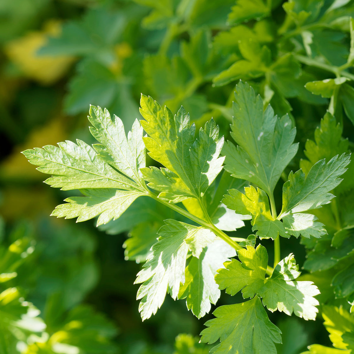 Gewone peterselie - BIO - Petroselinum crispum commun 2 - Bakker