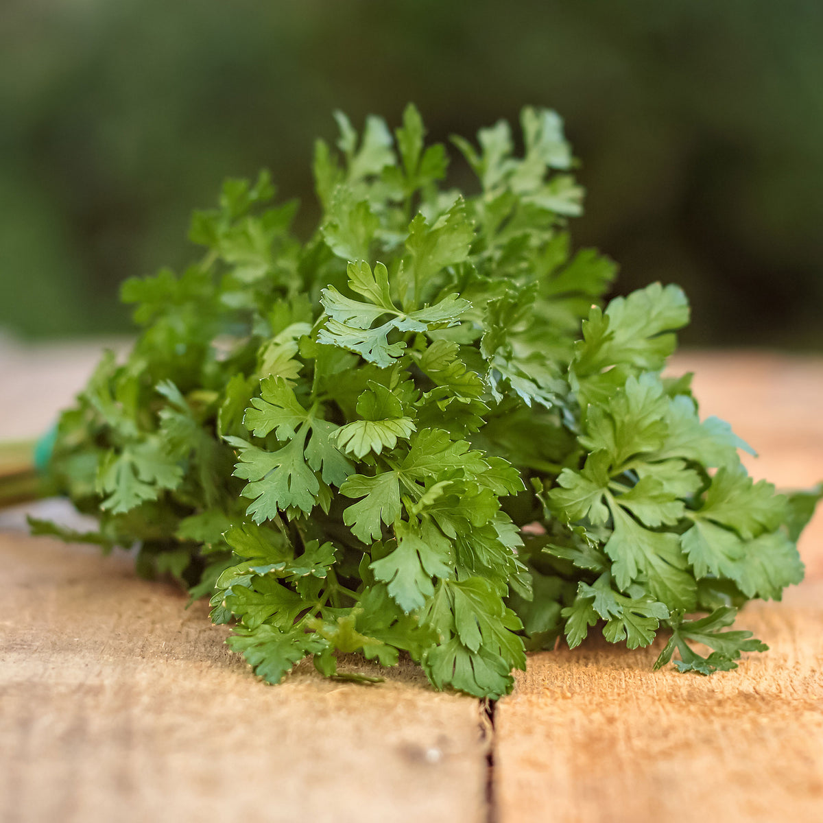Petroselinum crispum commun 2 - Gewone peterselie - BIO - Biologische kruiden