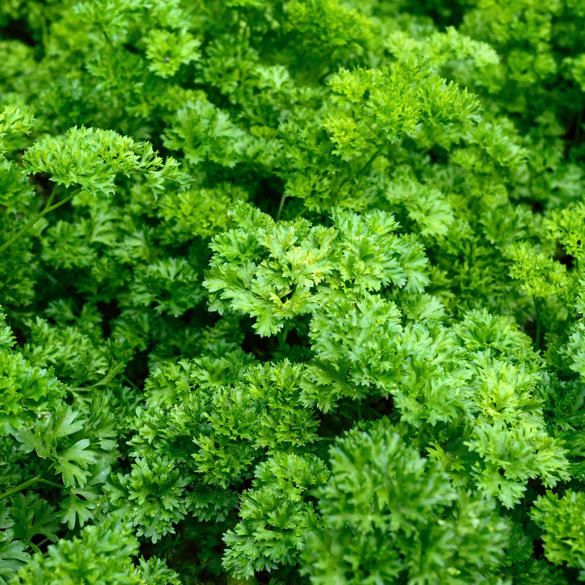Krulpeterselie - BIO - Bakker