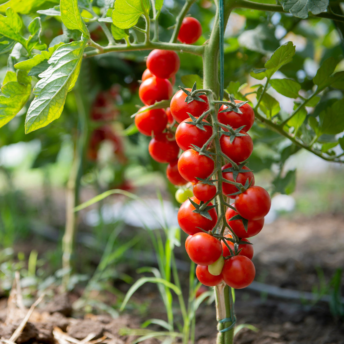 Solanum lycopersicum Sweet Baby - Kerstomaat 'Sweet Baby' - Tomatenzaden