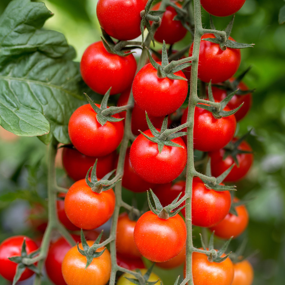 Tomatenzaden - Kerstomaat 'Sweet Baby' - Solanum lycopersicum Sweet Baby