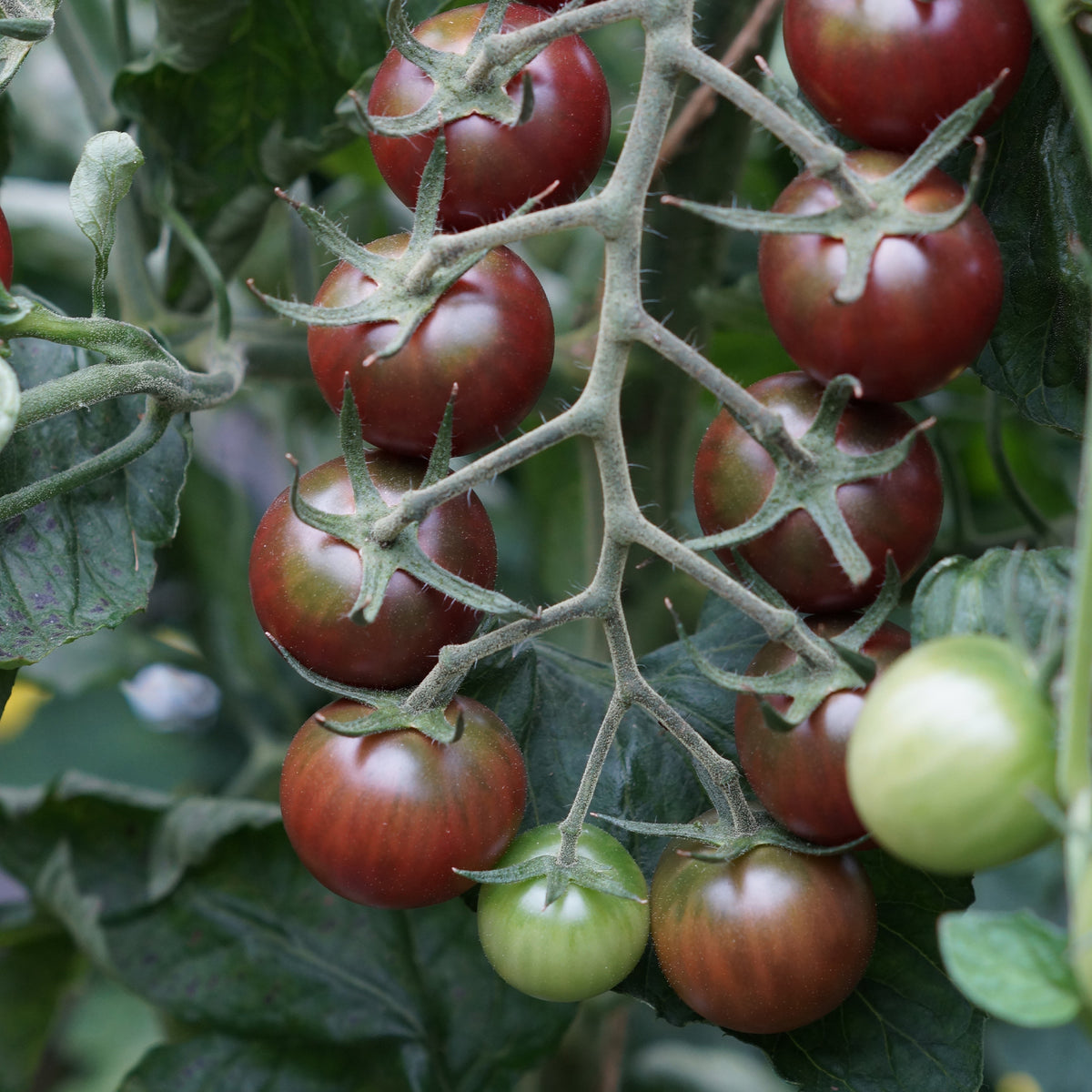 Verkoop Kerstomaat 'Sweet Baby' - Solanum lycopersicum Sweet Baby