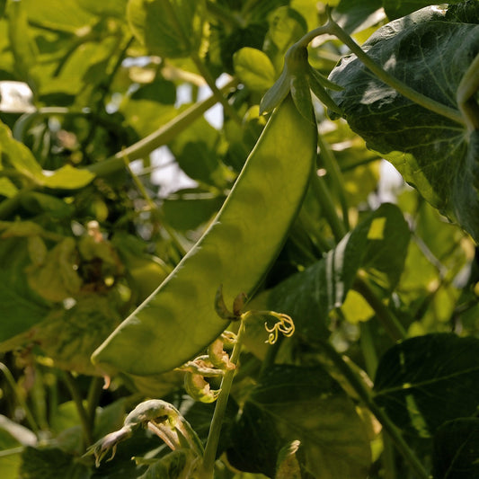 Doperwt 'Telefono' - Bakker