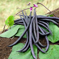 Stamslaboom 'Purple Queen' - Phaseolus vulgaris purple queen - Bakker