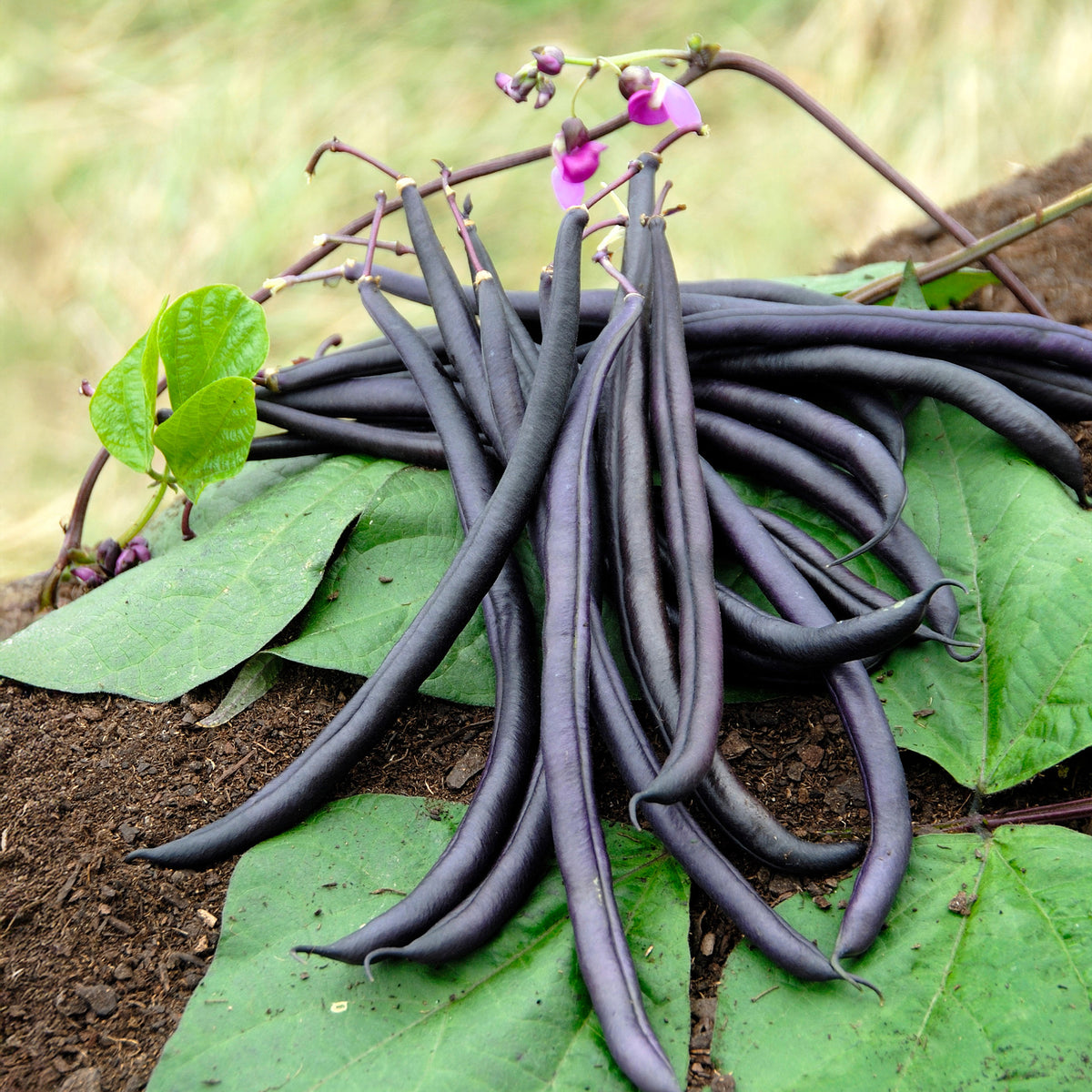 Stamslaboom 'Purple Queen' - Phaseolus vulgaris purple queen - Bakker