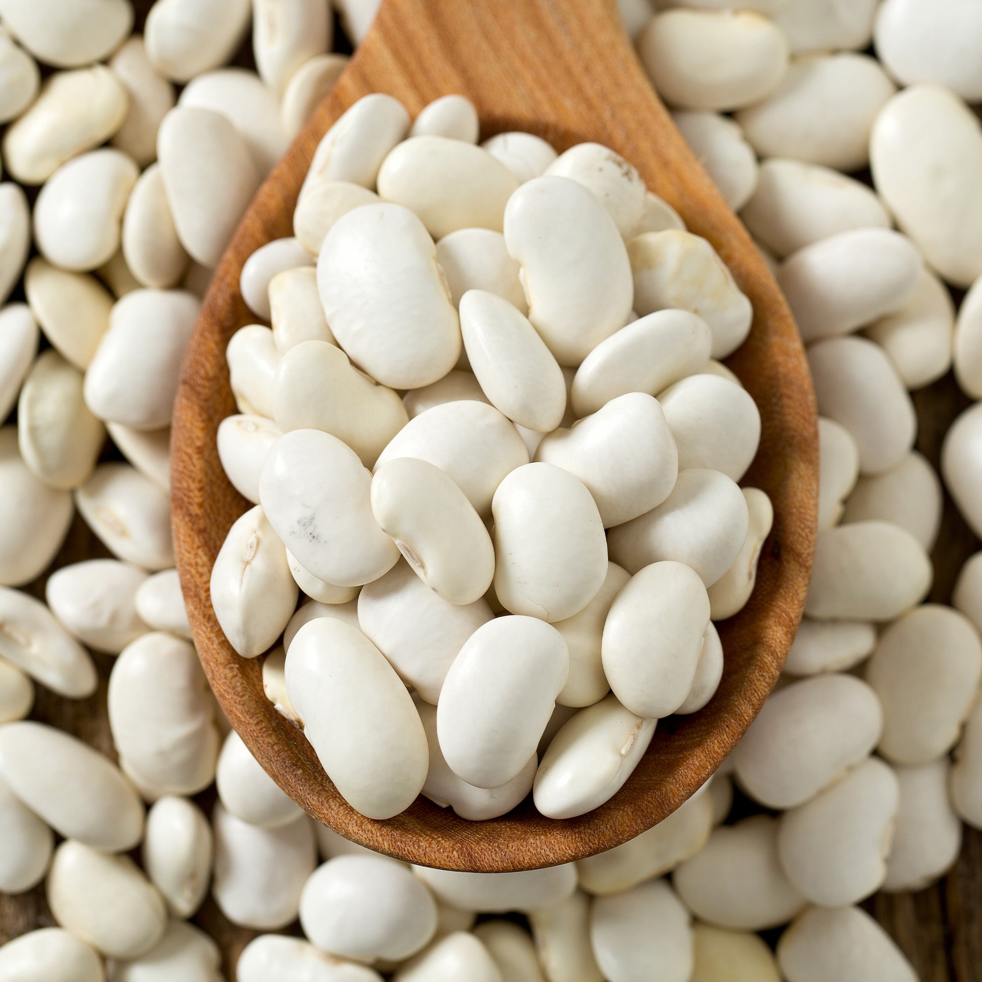 Droogboon 'Mäis type Tarbais' - Phaseolus vulgaris haricot maïs type tarbais - Bakker