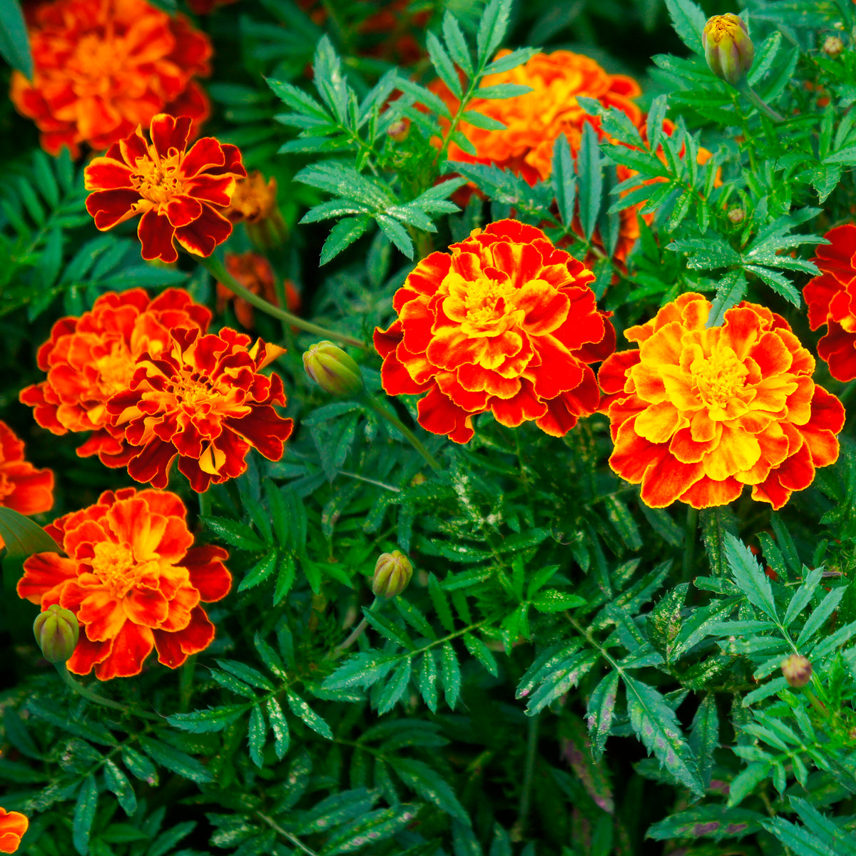 Eenjarige bloemzaden - Afrikaantje 'Honeycomb' - Tagetes patula Honeycomb