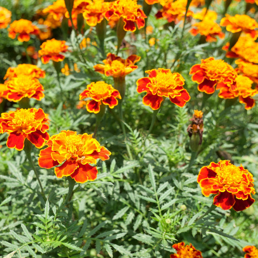 Afrikaantje 'Honeycomb' - Bakker