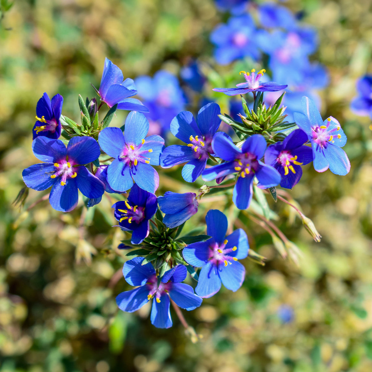 Blauw guichelheil - Bakker