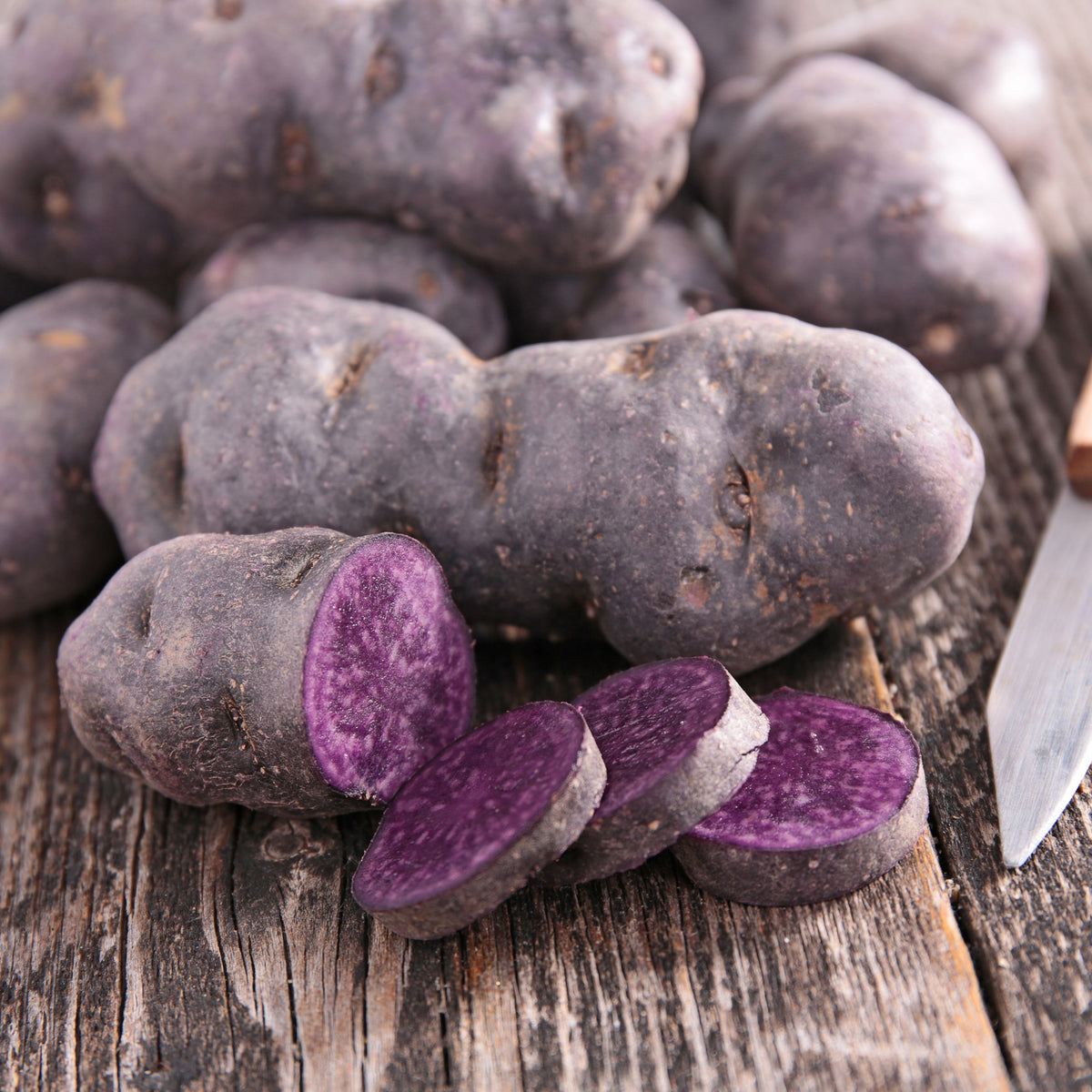 Aardappelplanten - Aardappel 'Bleue de la Manche' (x10) - Solanum tuberosum bleue d'artois ® (bleue de la man