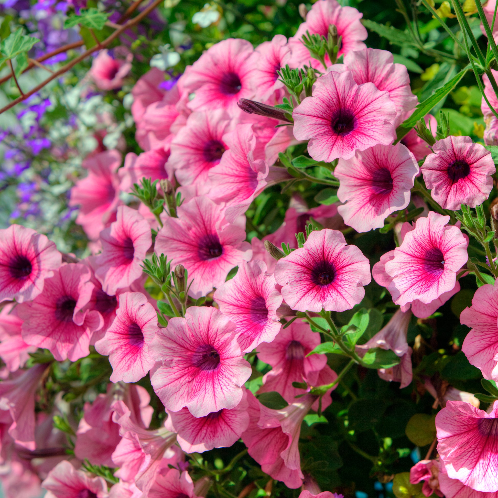 Petunia - Hangpetunia - roze (x3) - Petunia en Calibrachoa