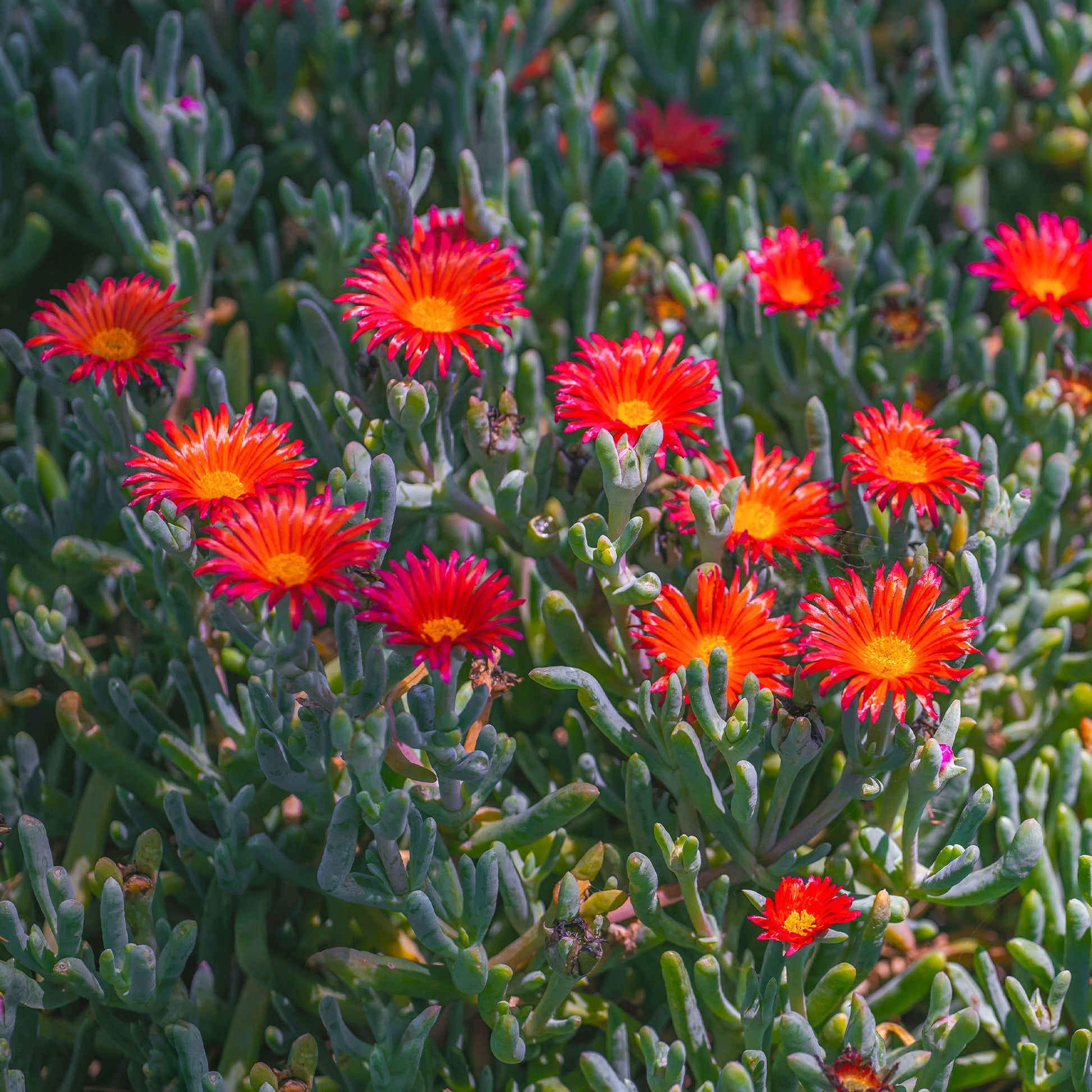 IJsbloem - rood - Bakker