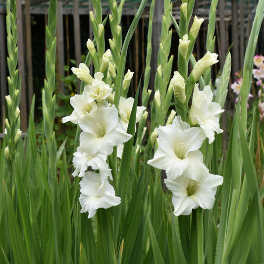Gladiool 'White Prosperity' (x25) - Bakker