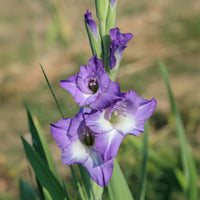 Gladiool 'Nori' (x25) - Gladiolus nori - Bakker