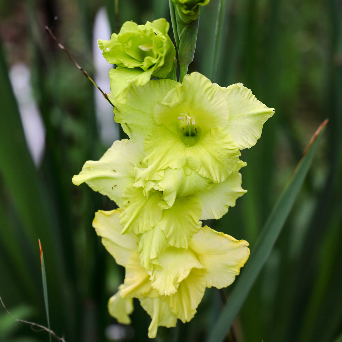 Gladiolus Dingadong - Gladiool Dingadong (x25) - Gladiolen