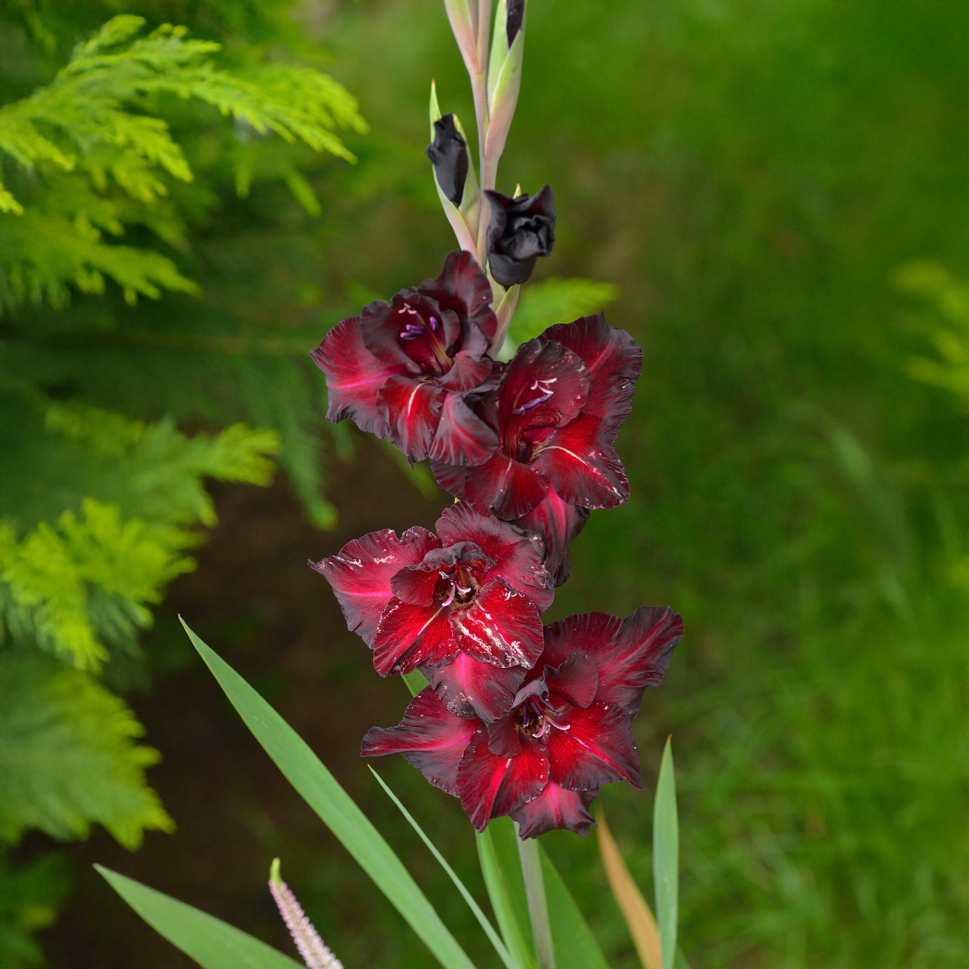 Gladiool Black Surprise (x25) - Gladiolus Black Surprise - Bakker