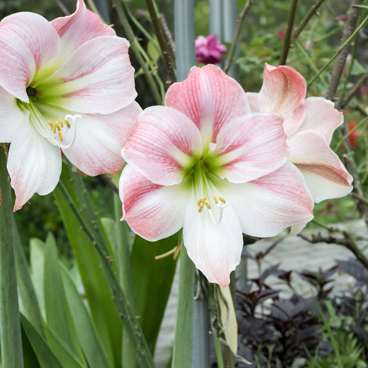 Amaryllis 'Angelique' - Bakker