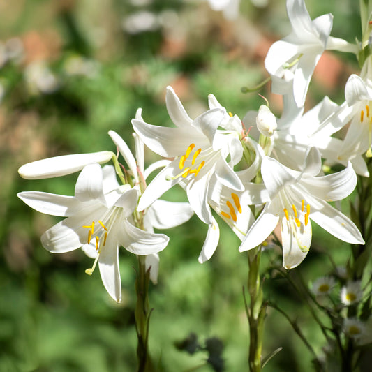 Madonnalelie's (x2) - Bakker