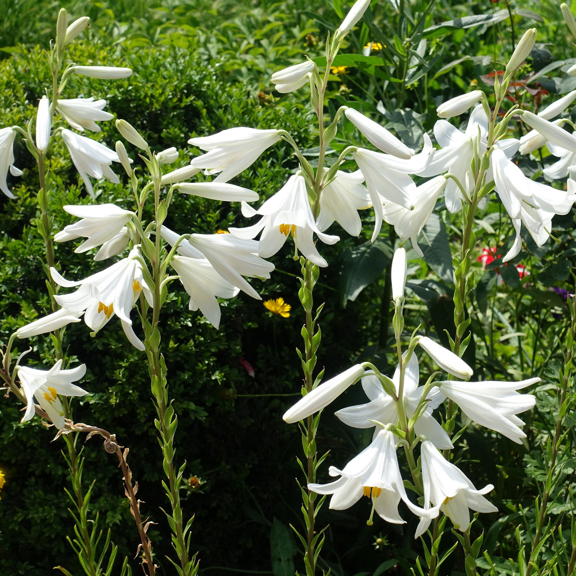 Verkoop Madonnalelie's (x2) - Lilium candidum