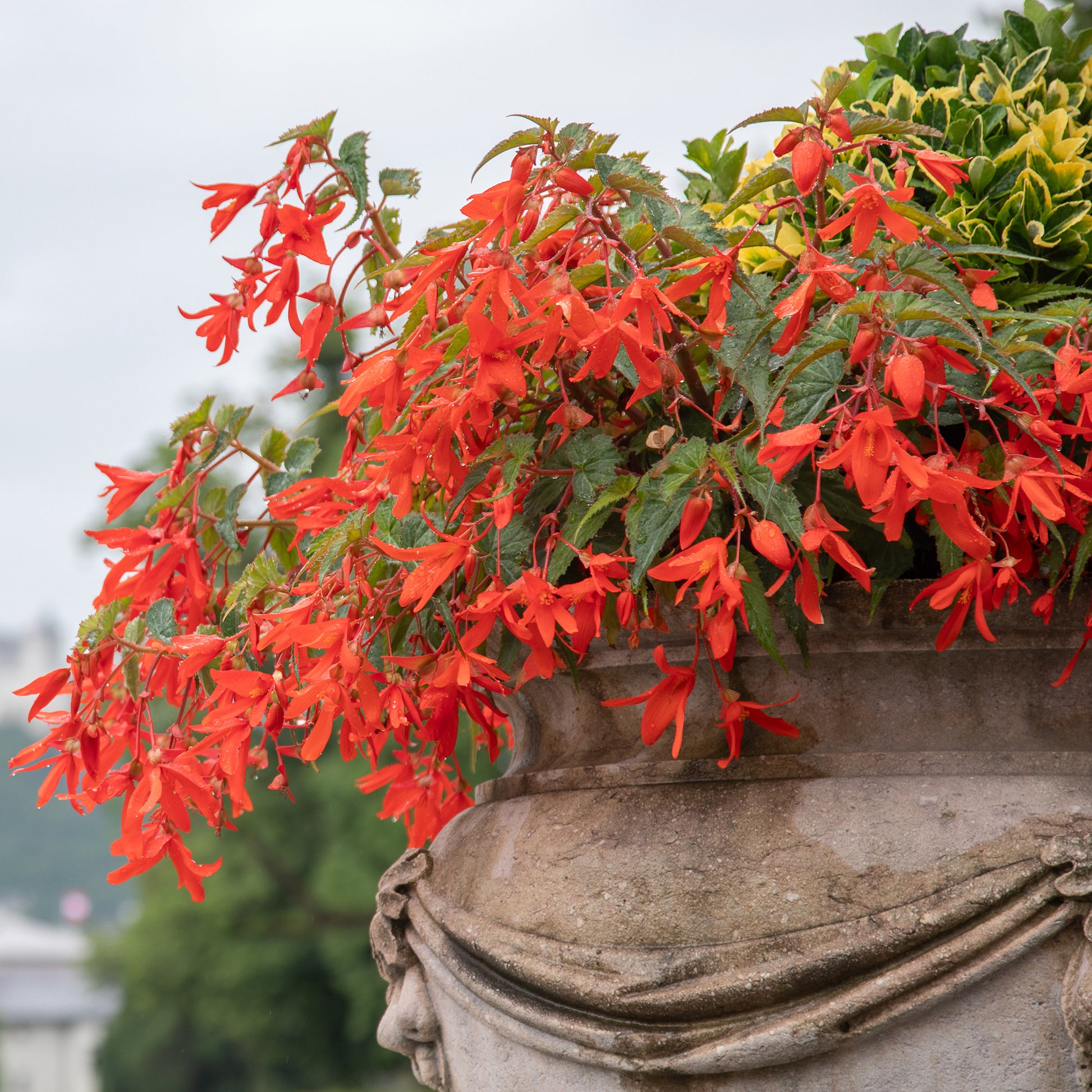 Begonia - Knolbegonia 'Tanaïs (x2) - Begonia bertinii tanaïs
