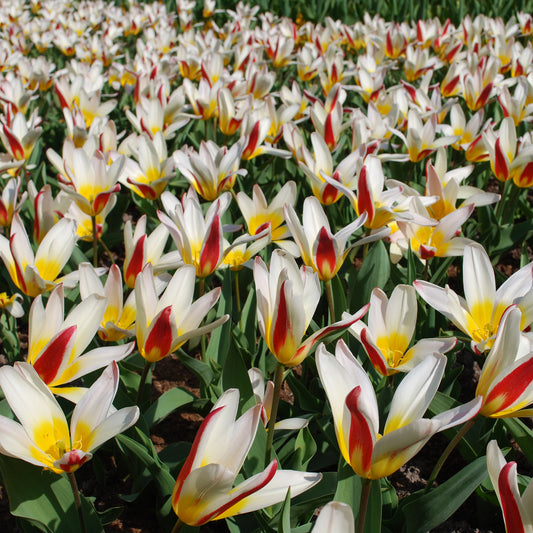 Tulpen The First