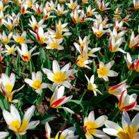 Tulpen The First